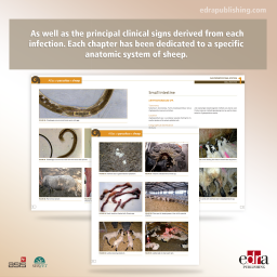 Atlas of Parasites in Sheep - book extract 2 - veterinary book